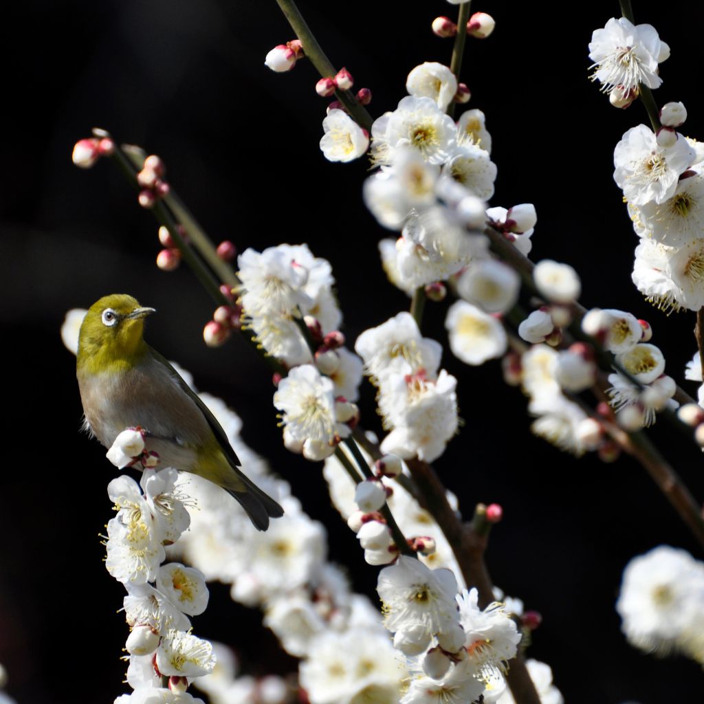 Prunus persica Taoflora White - Pesco da fiore