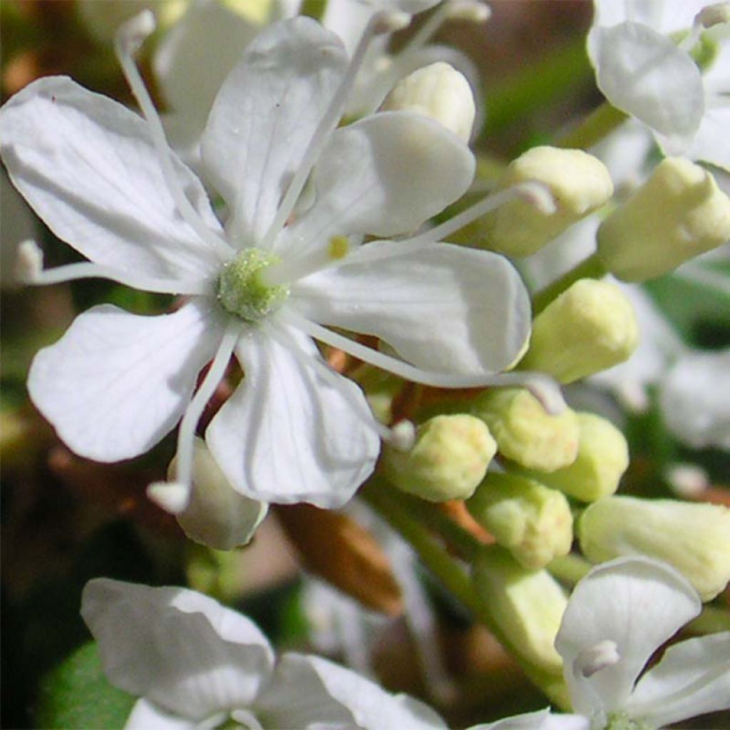 Cerisier à fleurs nain rampant - Prunus pumila Depressa