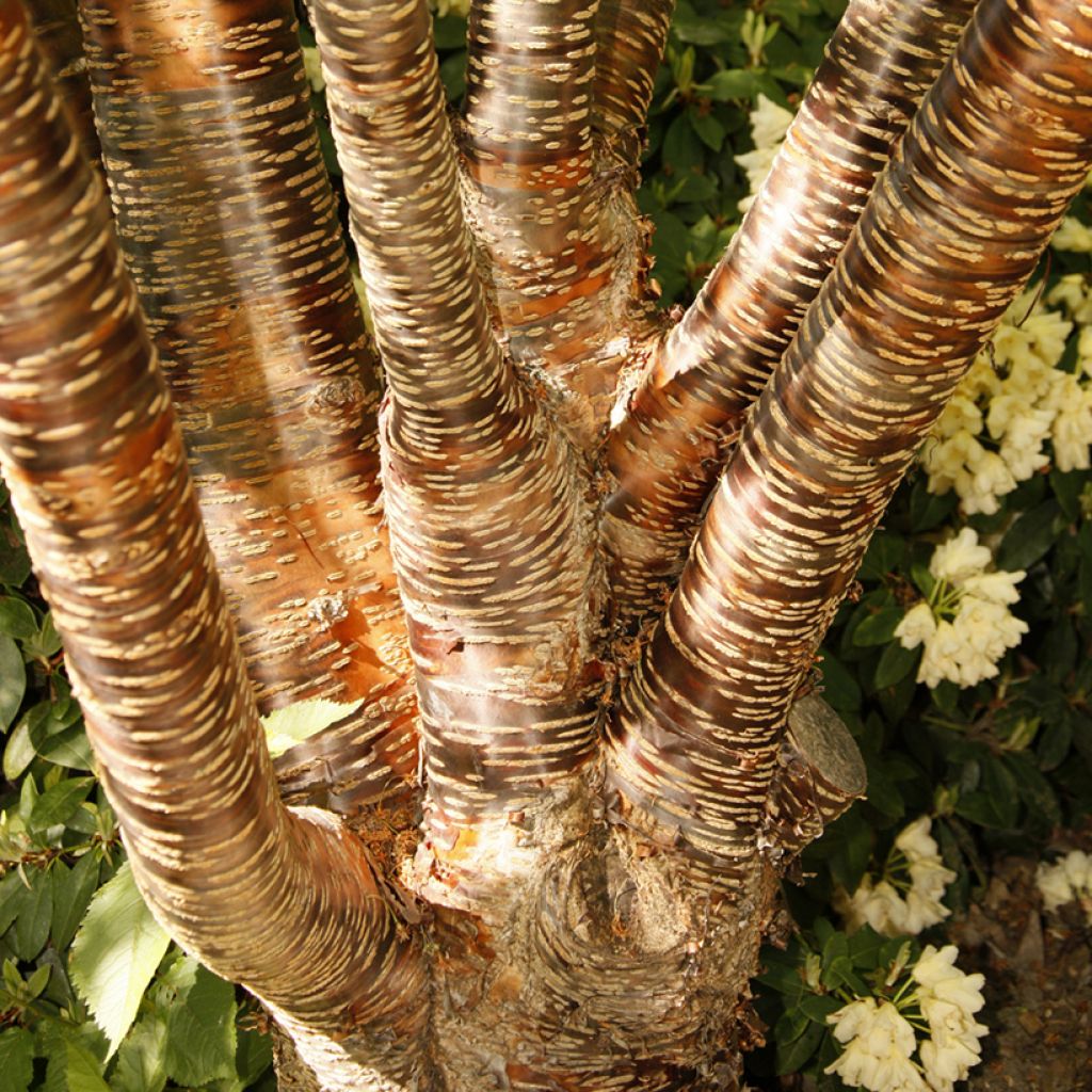 Prunus rufa