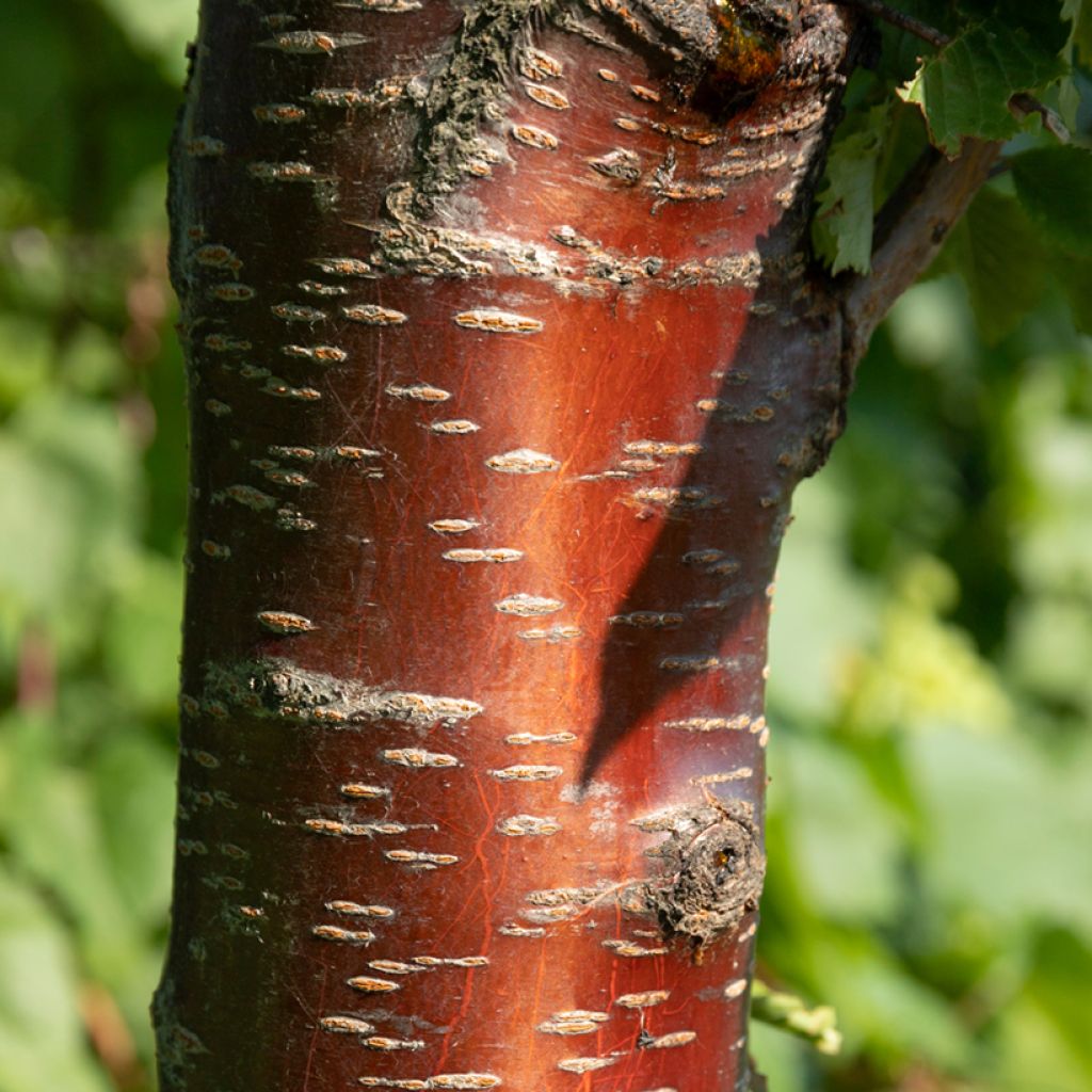 Prunus rufa