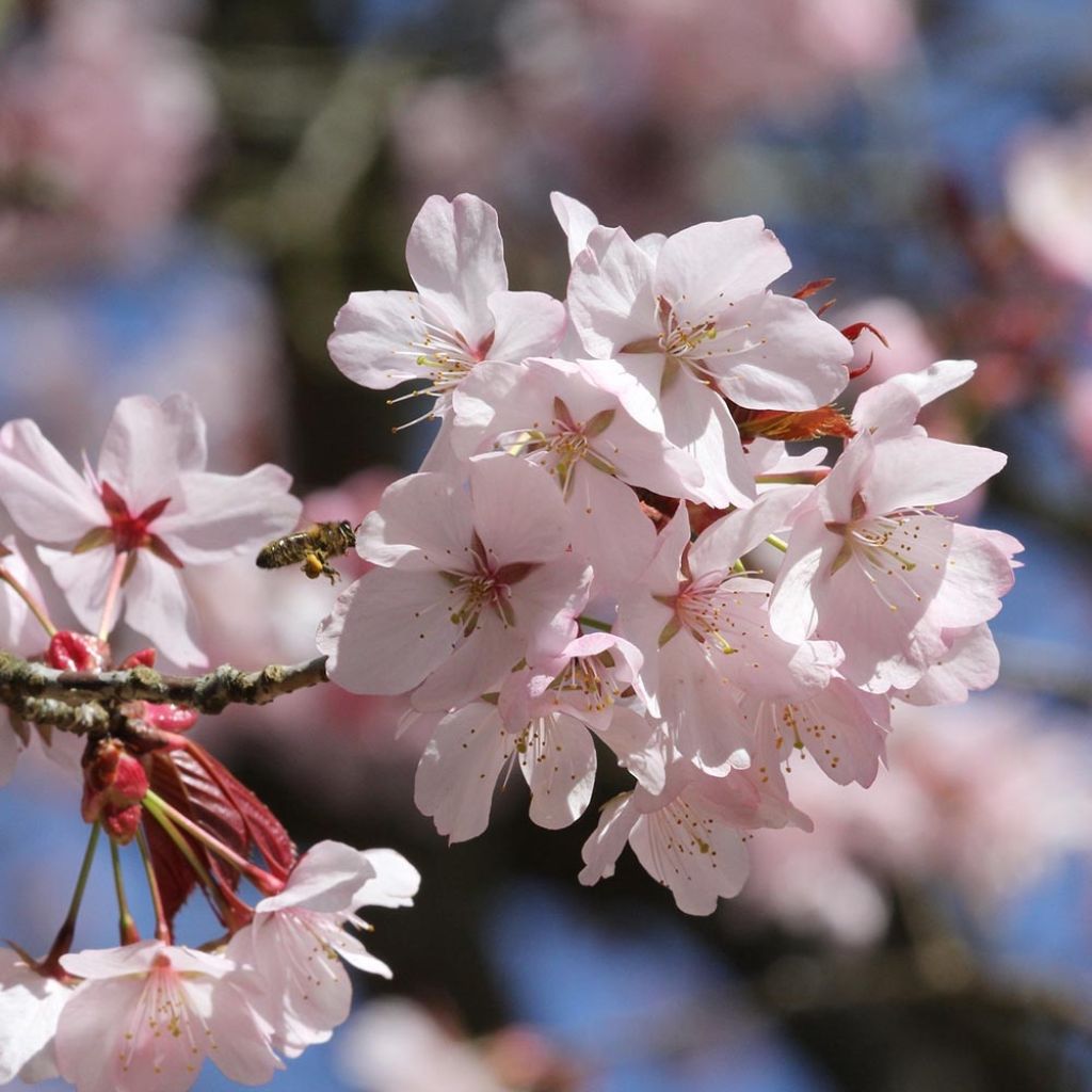 Prunus sargentii - Ciliegio da fiore