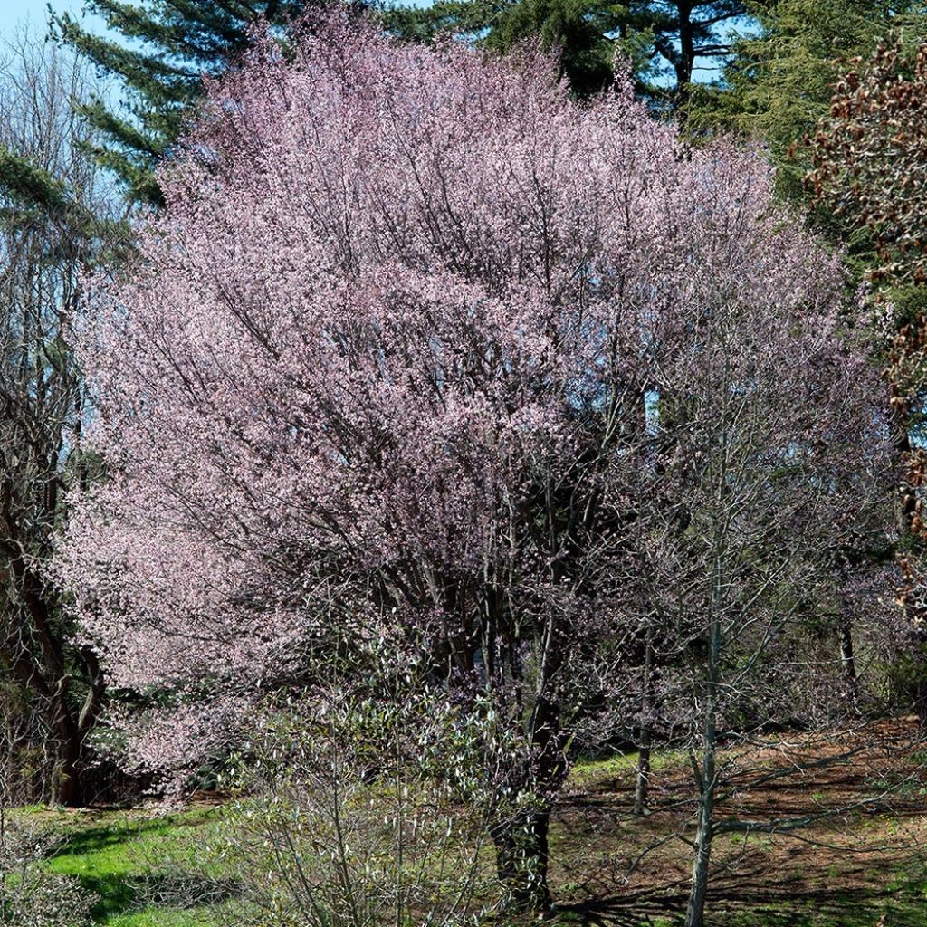 Prunus sargentii - Ciliegio da fiore