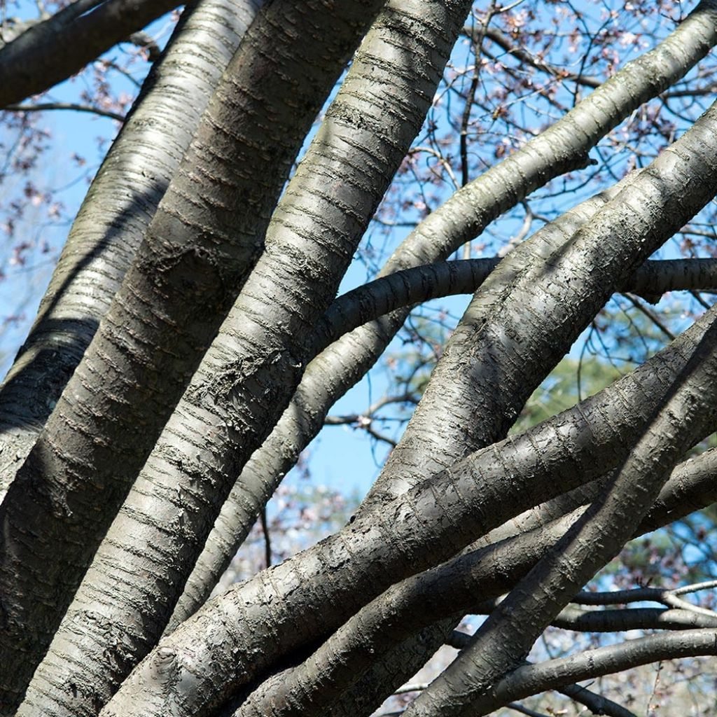 Prunus sargentii - Ciliegio da fiore