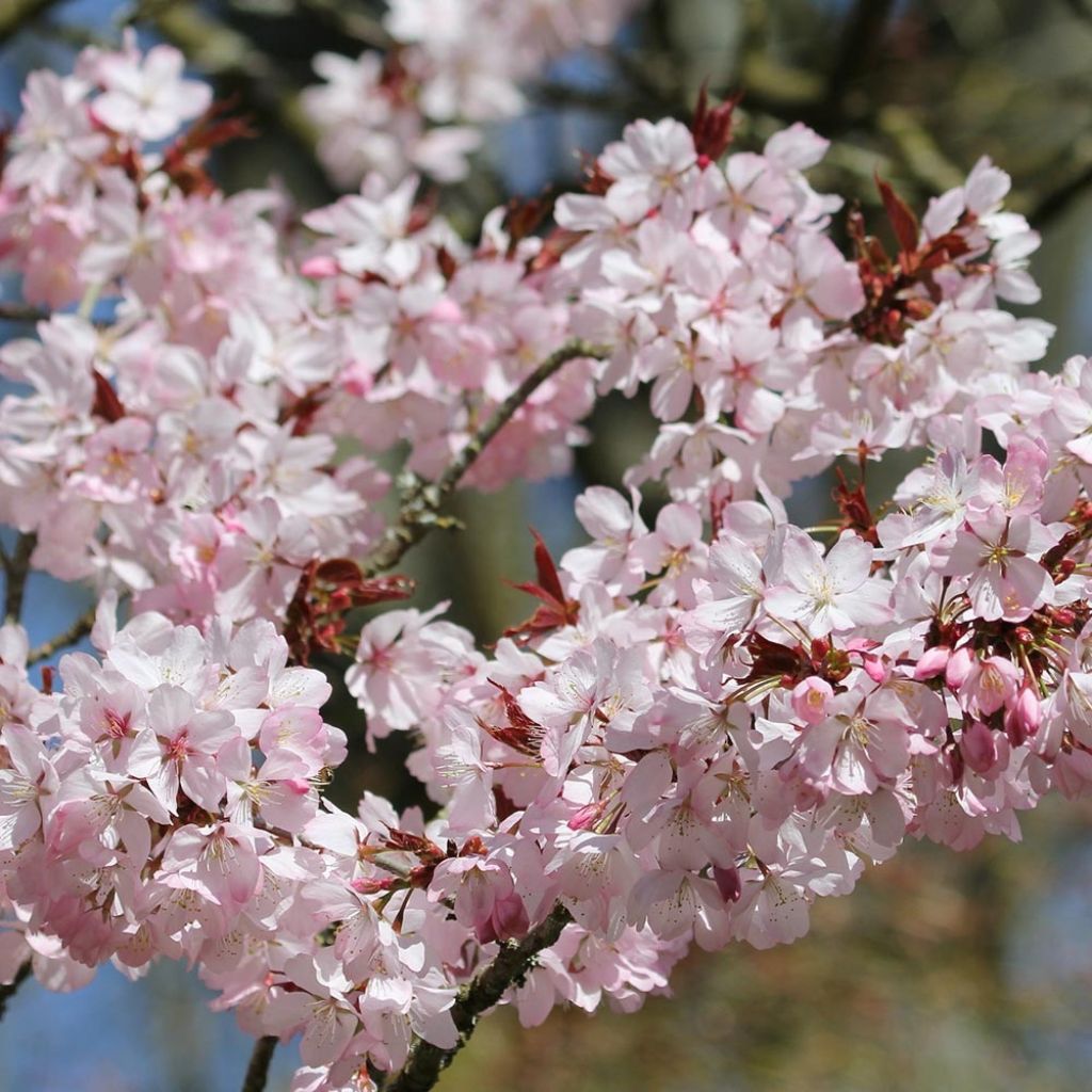 Prunus sargentii - Ciliegio da fiore