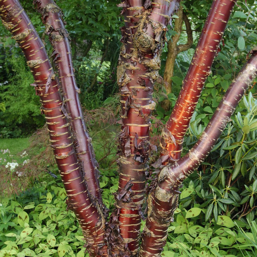 Prunus serrula Amber Scots - Ciliegio da fiore