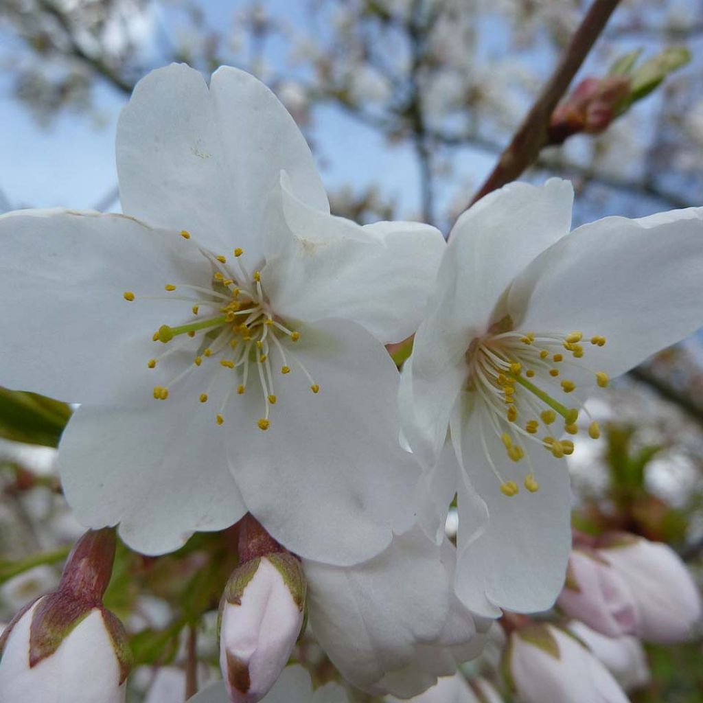 Prunus serrula Amber Scots - Ciliegio da fiore