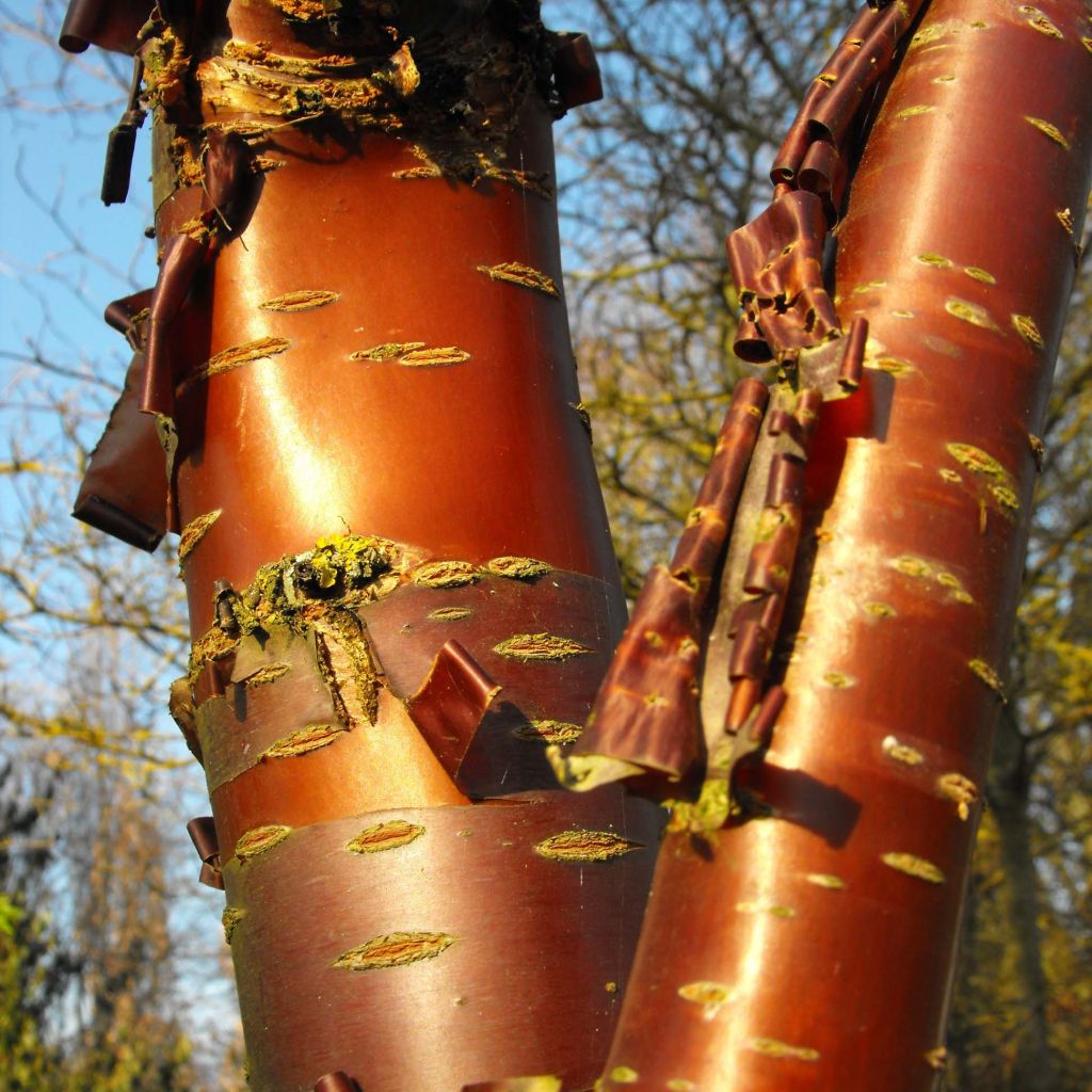 Prunus serrula Amber Scots - Ciliegio da fiore