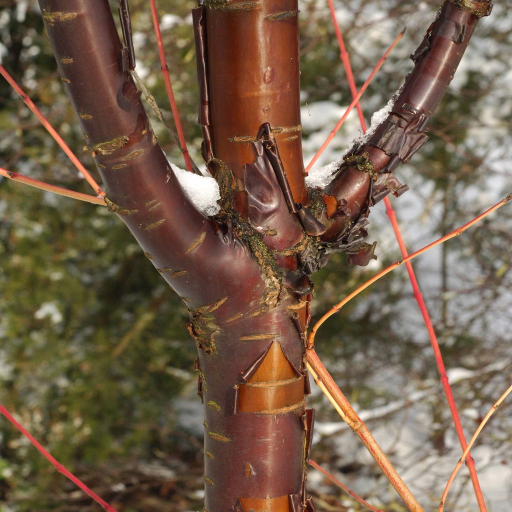 Prunus serrula Amber Scots - Ciliegio da fiore