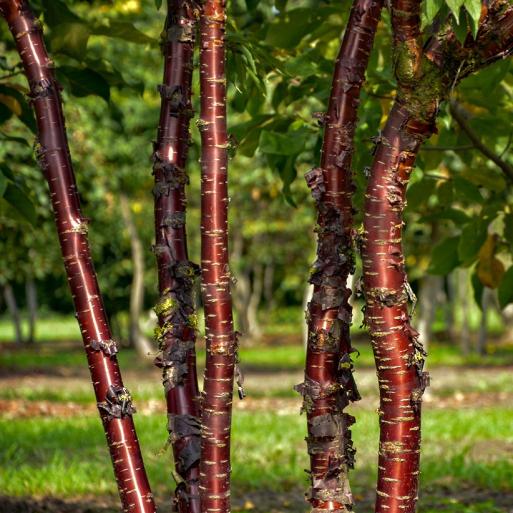 Prunus serrula Amber Scots - Ciliegio da fiore