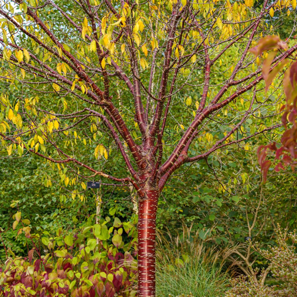 Prunus serrula Amber Scots - Ciliegio da fiore