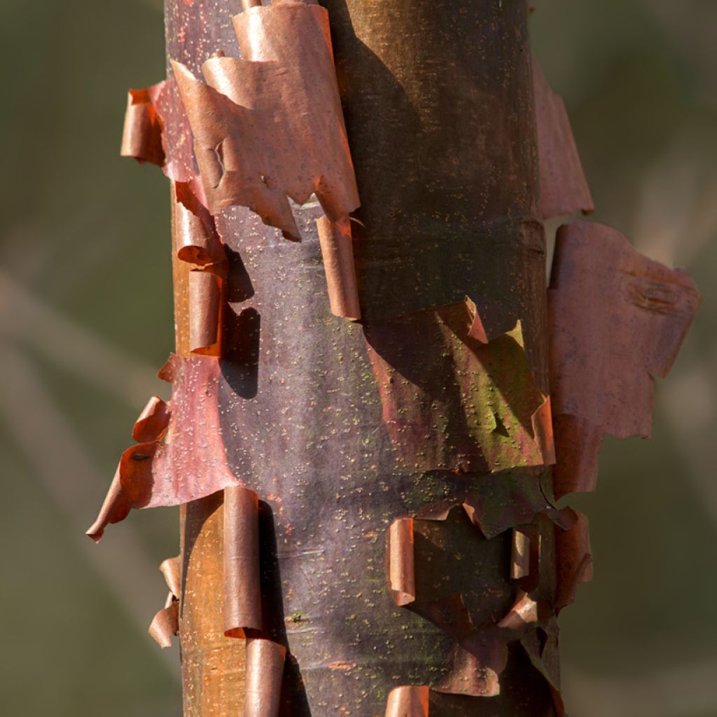 Prunus serrula Branklyn - Ciliegio da fiore