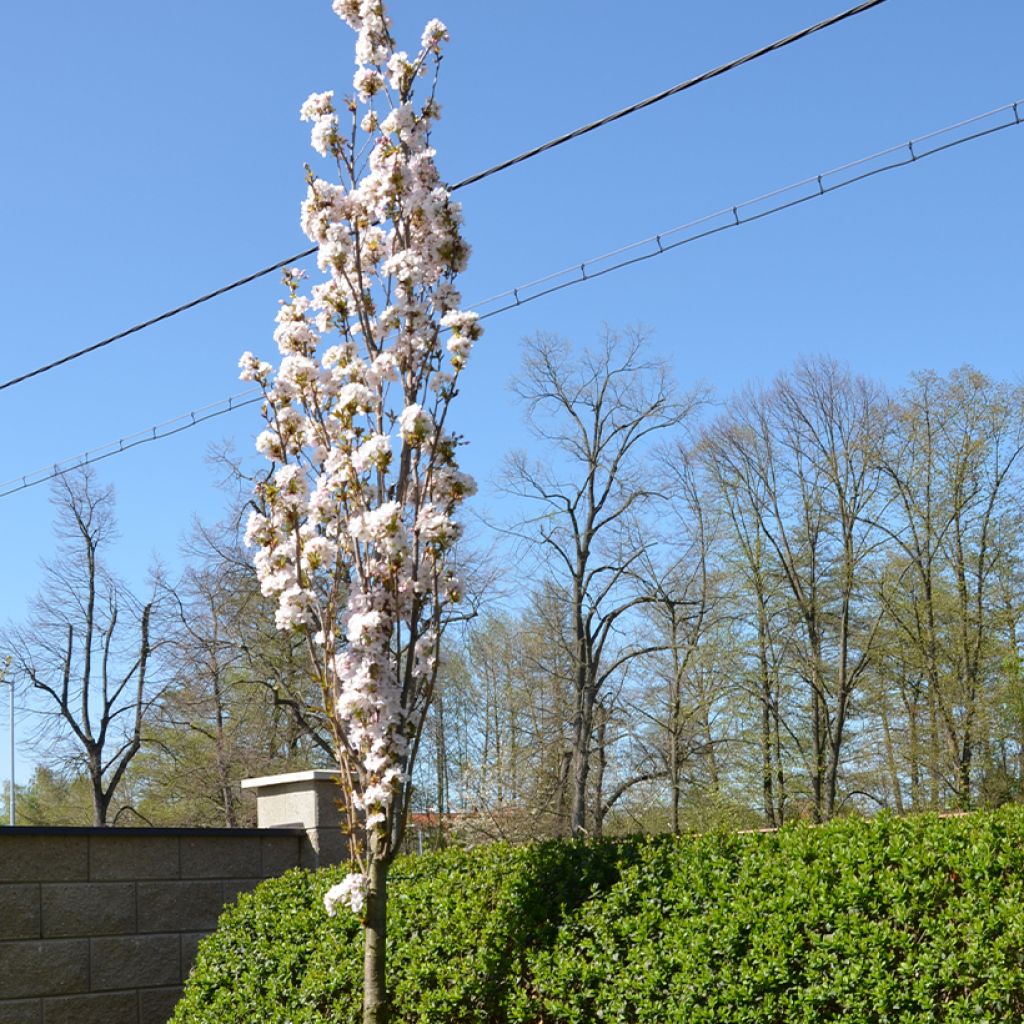 Prunus serrulata Amanogawa - Ciliegio da fiore