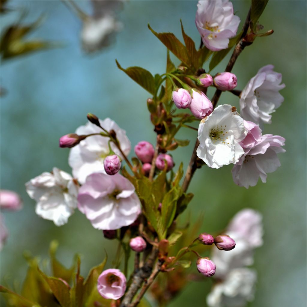 Prunus serrulata Amanogawa - Ciliegio da fiore