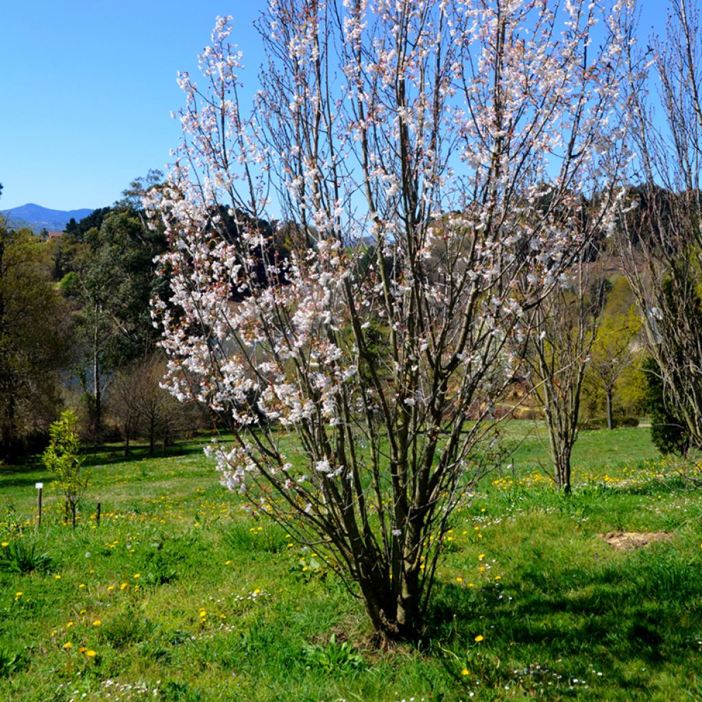 Prunus serrulata Amanogawa - Ciliegio da fiore