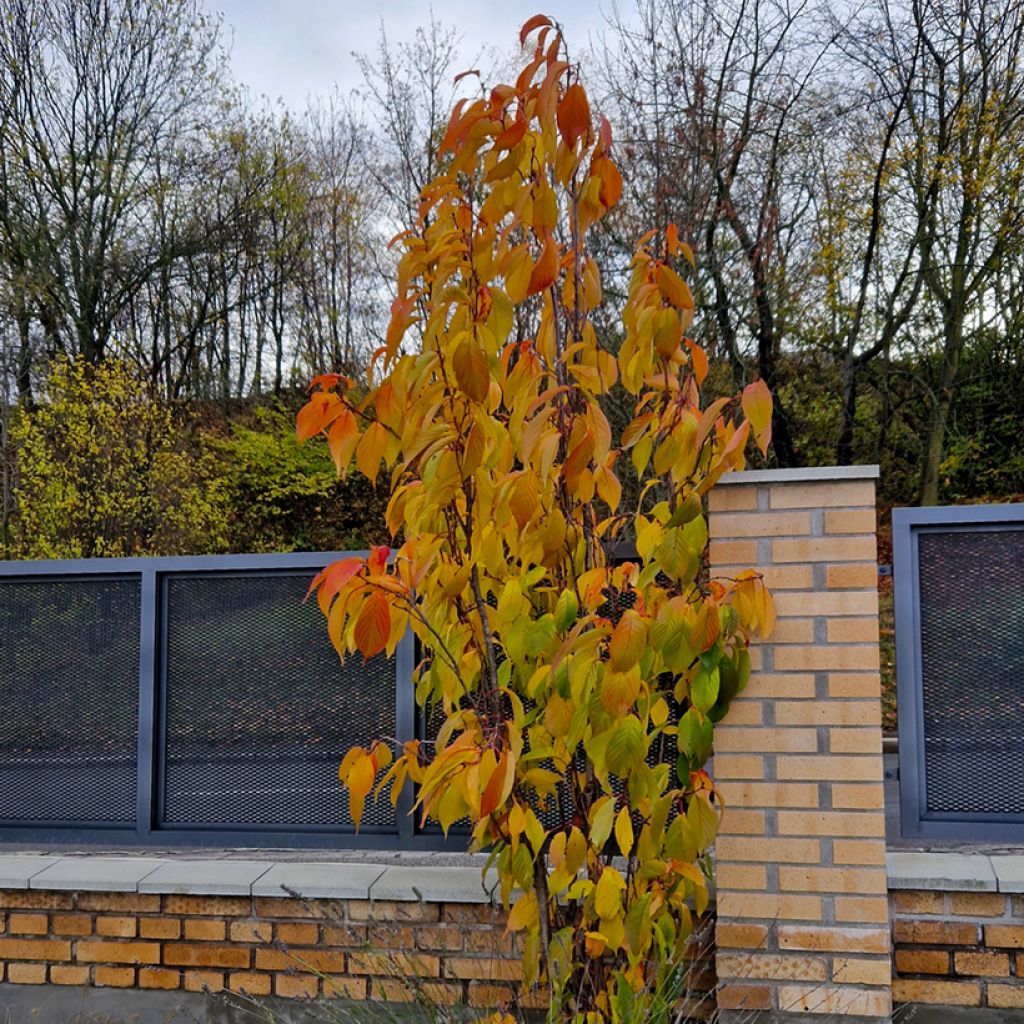 Prunus serrulata Amanogawa - Ciliegio da fiore