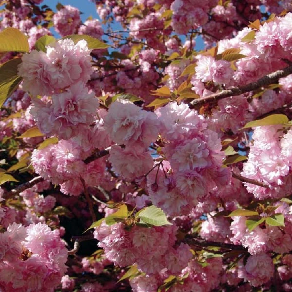 Prunus serrulata Kanzan - Ciliegio da fiore