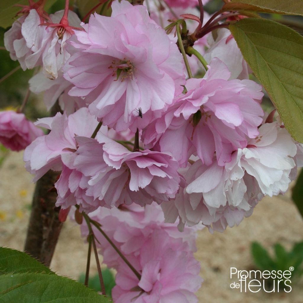 Prunus serrulata Pink Perfection - Ciliegio da fiore