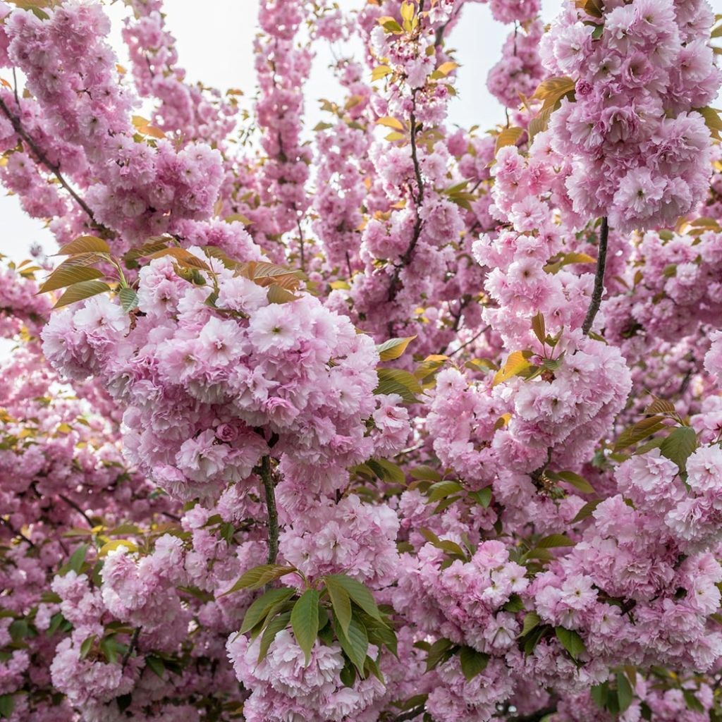 Prunus serrulata Pink Perfection - Ciliegio da fiore