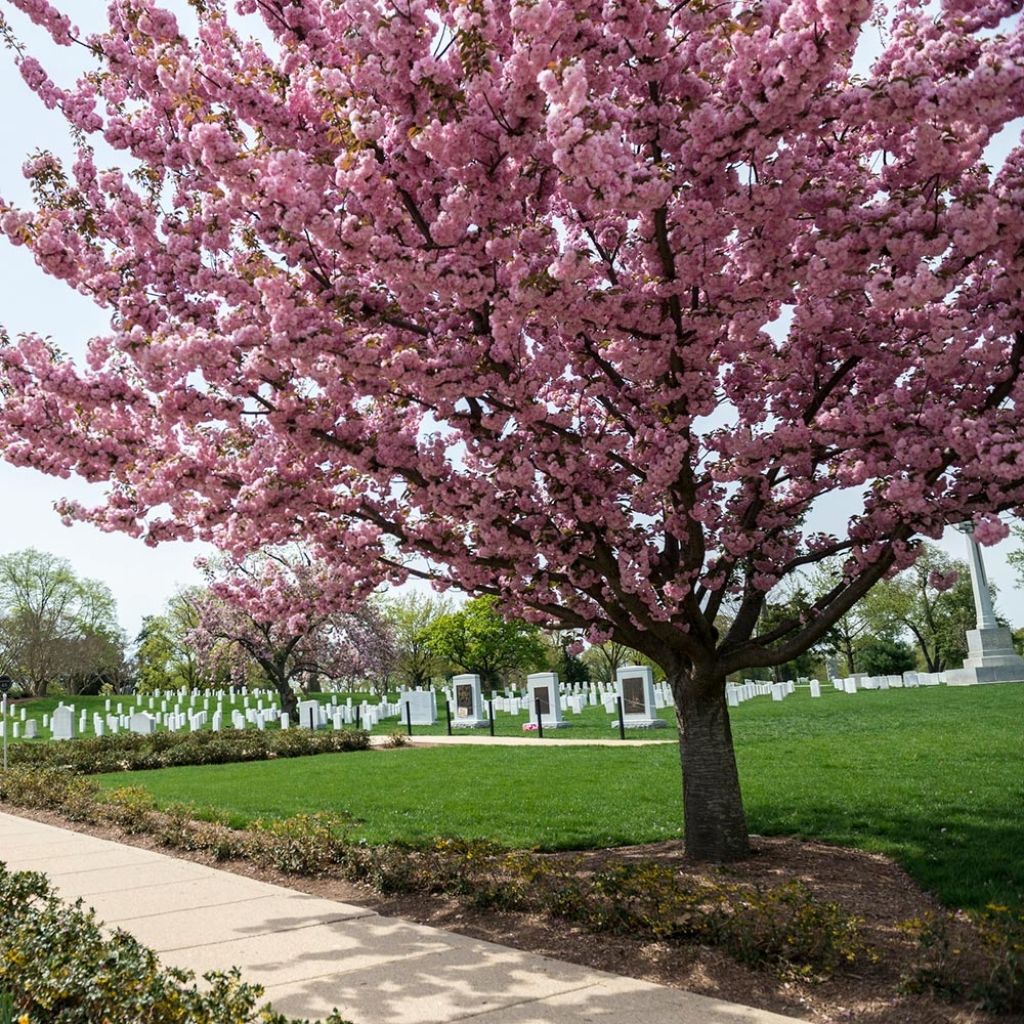 Prunus serrulata Pink Perfection - Ciliegio da fiore