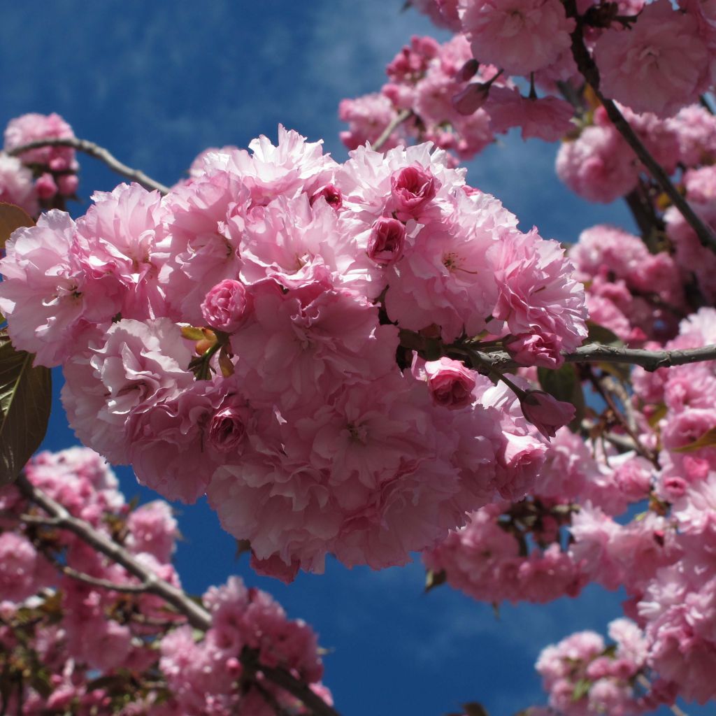 Prunus serrulata Royal Burgundy - Ciliegio da fiore