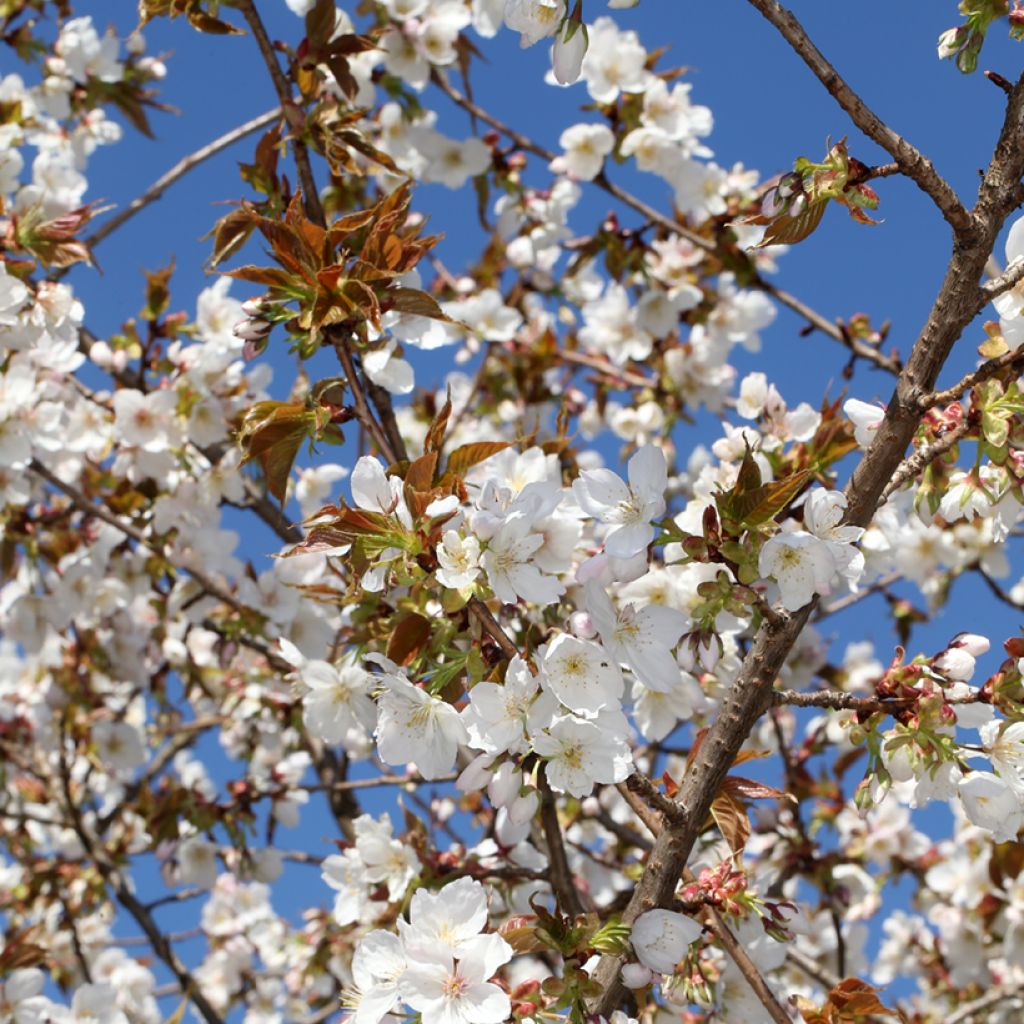 Prunus serrulata Tai-haku - Ciliegio da fiore