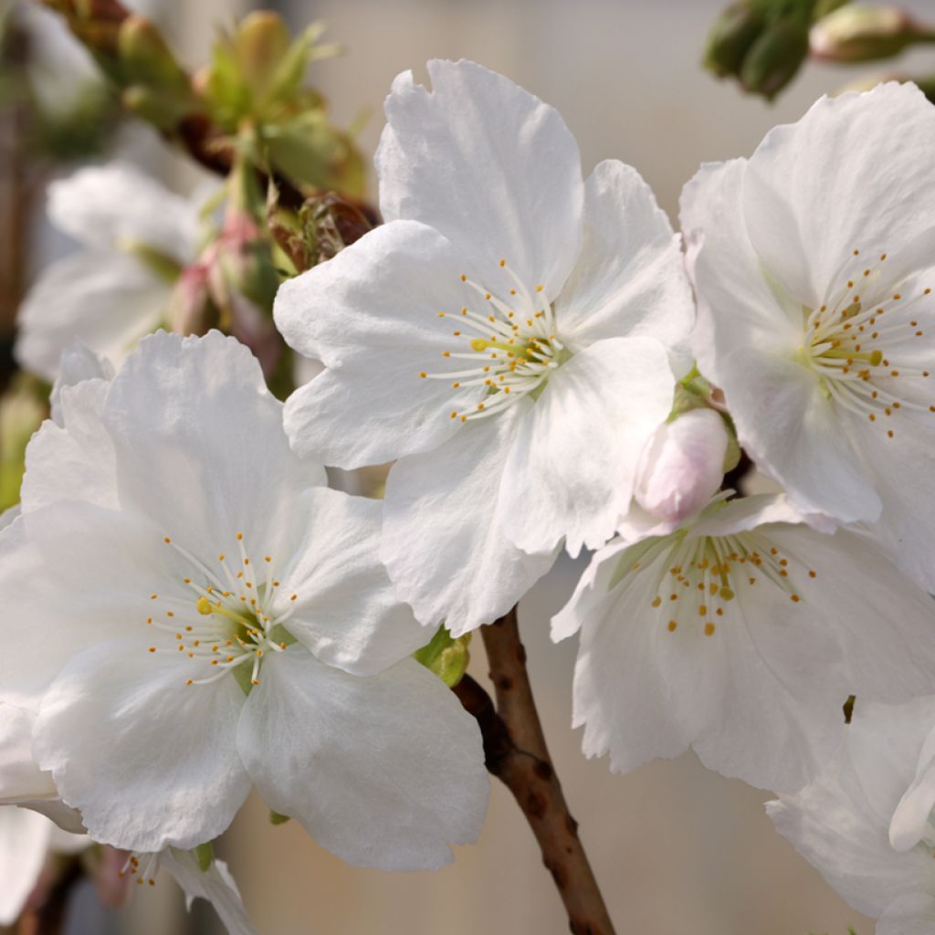 Prunus serrulata Tai-haku - Ciliegio da fiore