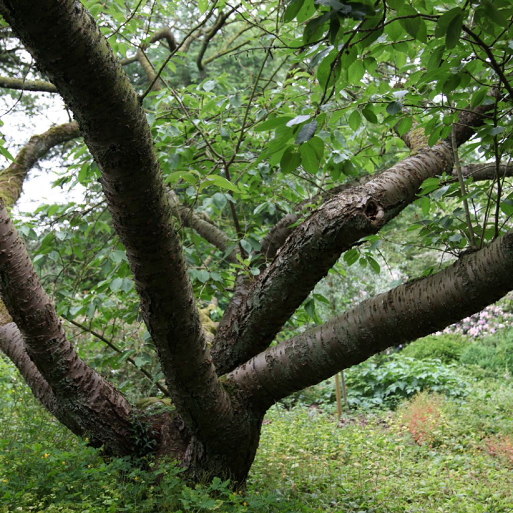 Prunus serrulata Tai-haku - Ciliegio da fiore