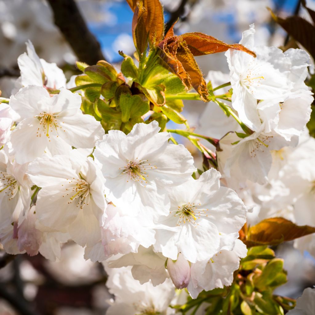 Prunus serrulata Tai-haku - Ciliegio da fiore