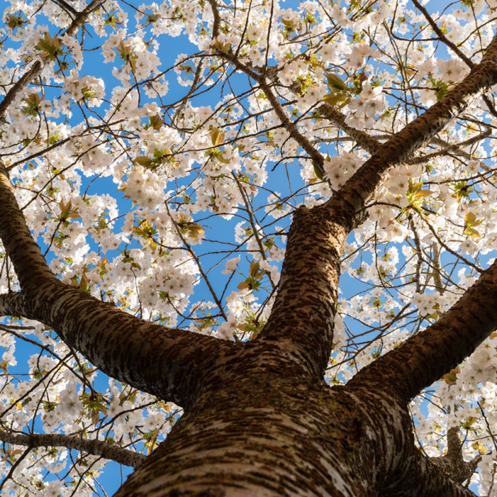 Prunus serrulata Tai-haku - Ciliegio da fiore