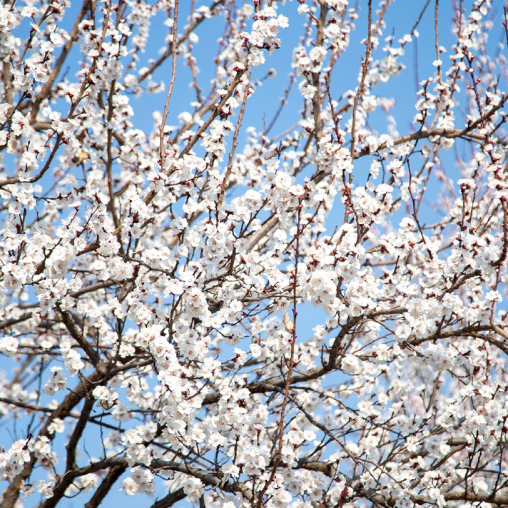 Prunus serrulata Tai-haku - Ciliegio da fiore