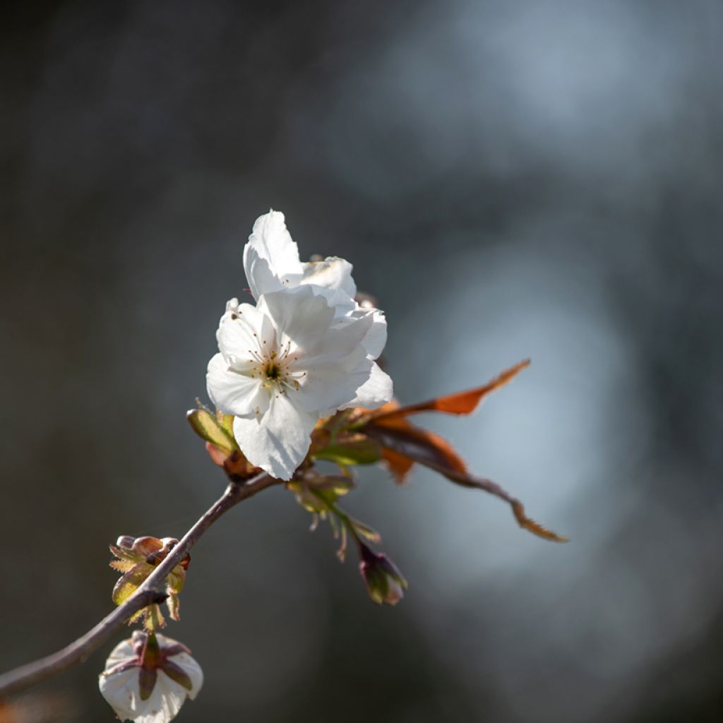 Prunus serrulata Tai-haku - Ciliegio da fiore