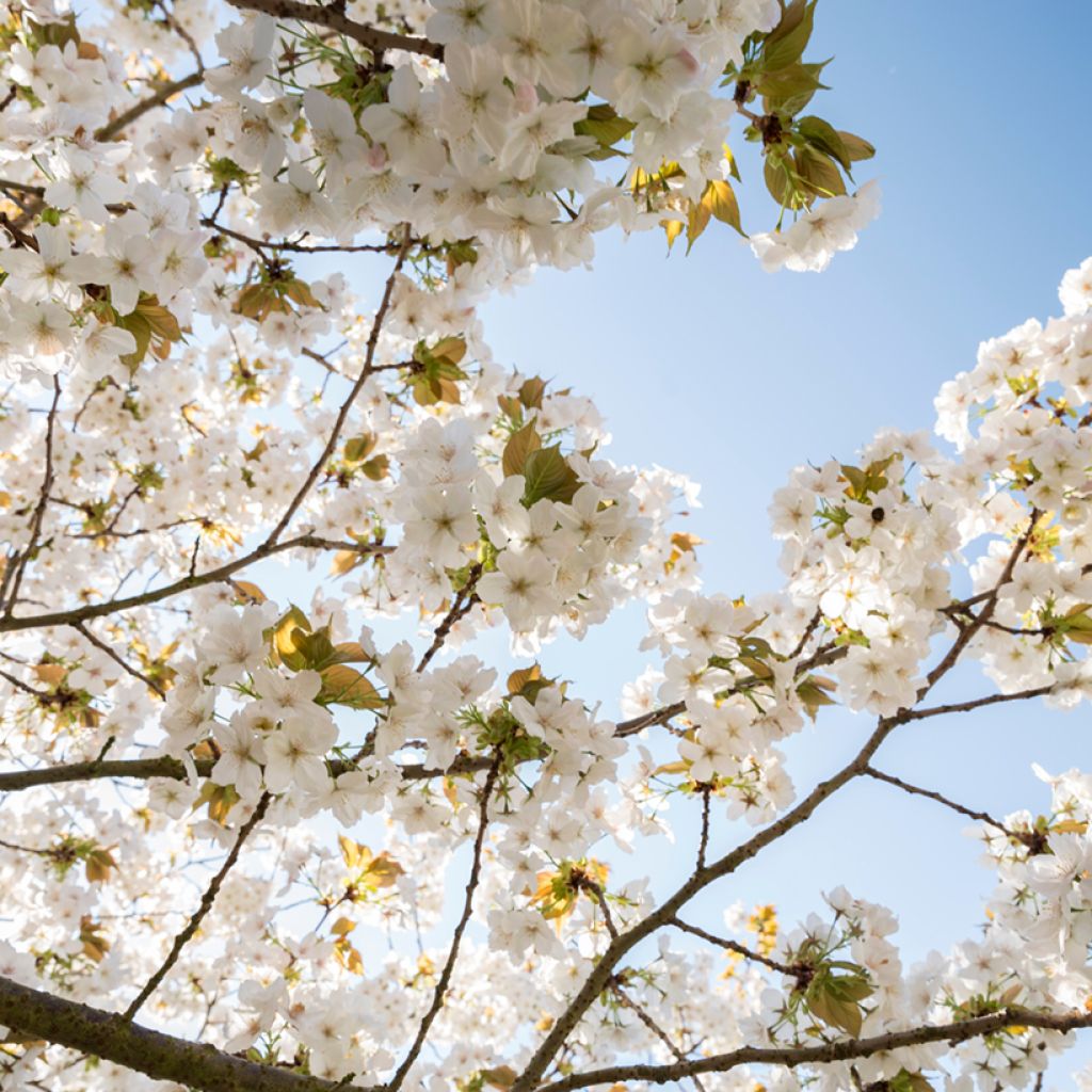 Prunus serrulata Tai-haku - Ciliegio da fiore