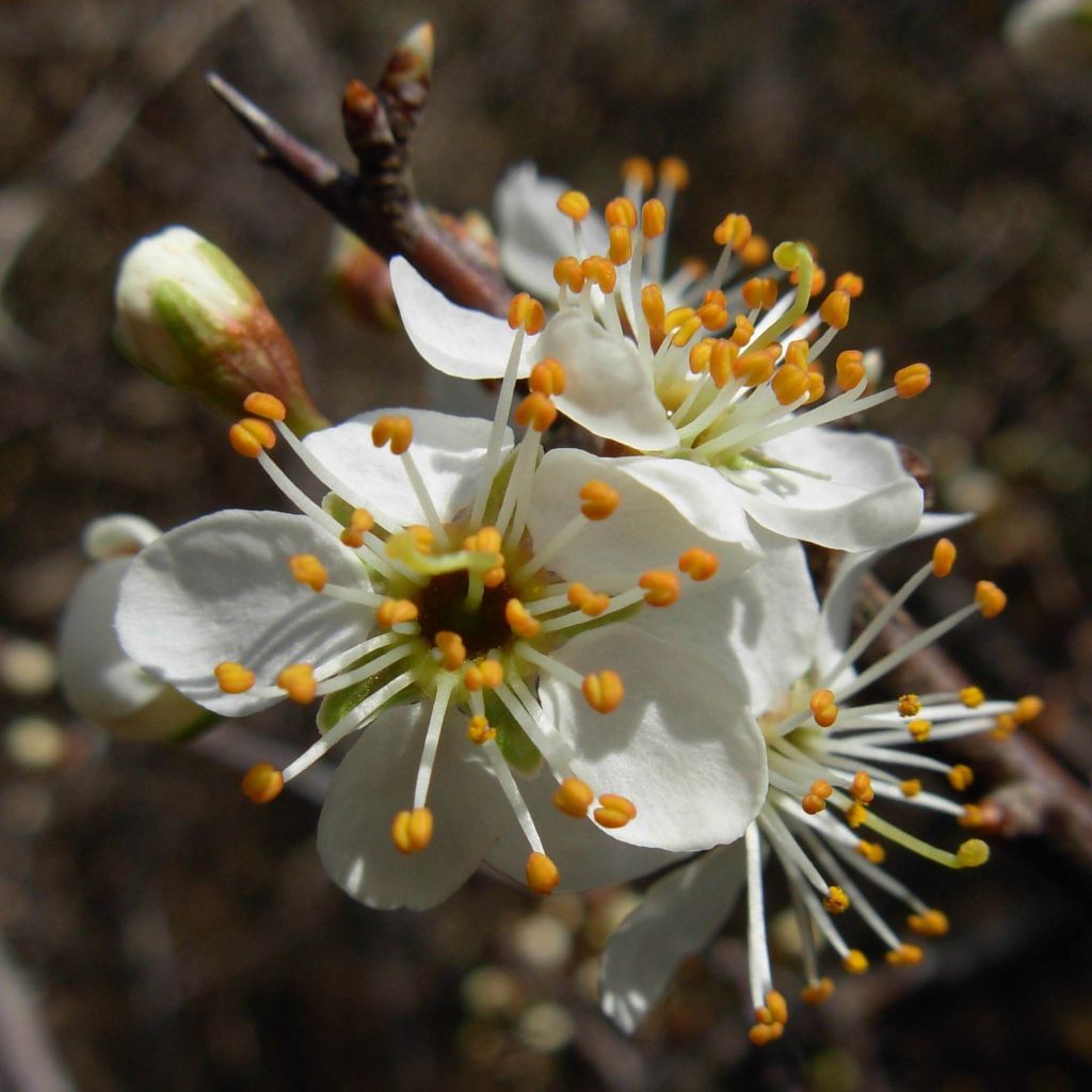 Prunus spinosa - Prugnolo selvatico