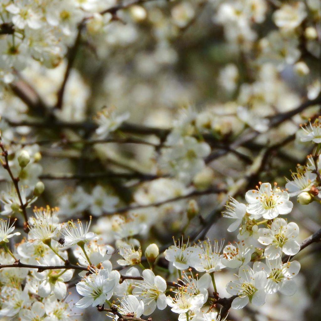 Prunus spinosa - Prugnolo selvatico