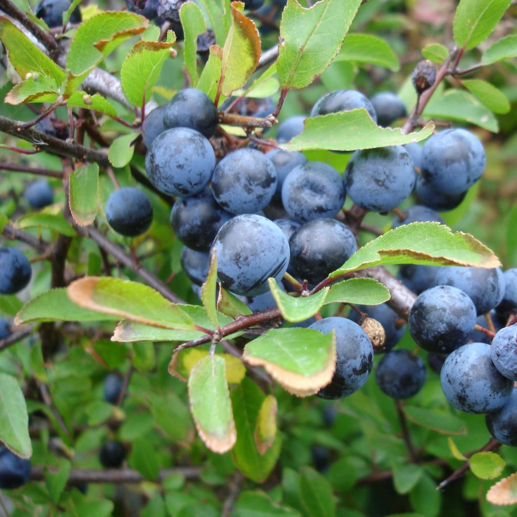 Prunus spinosa - Prugnolo selvatico