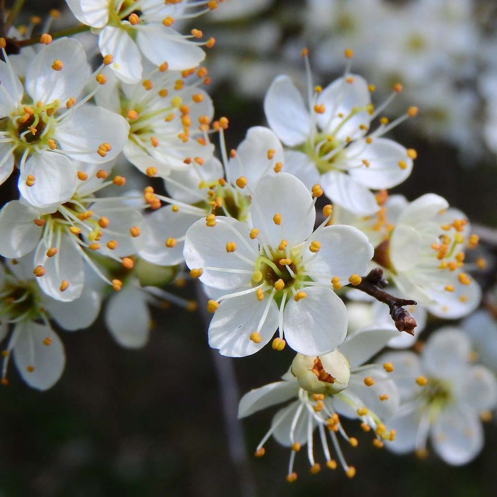 Prunus spinosa - Prugnolo selvatico