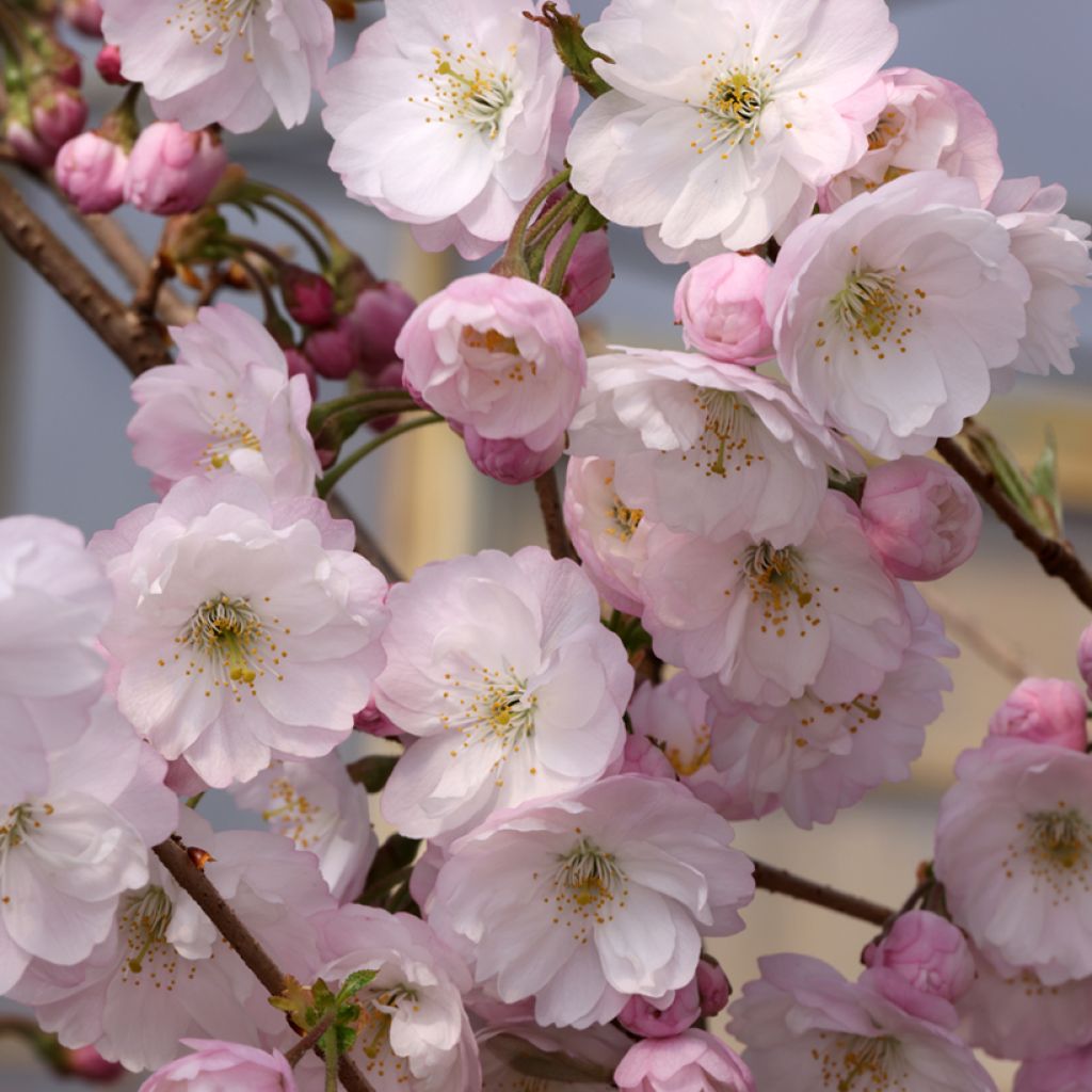 Prunus subhirtella Dahlem - Ciliegio da fiore