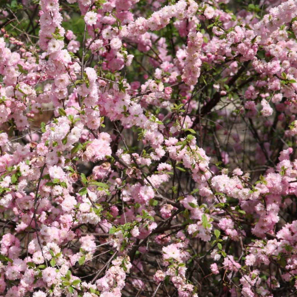 Prunus triloba - Mandorlo da fiore