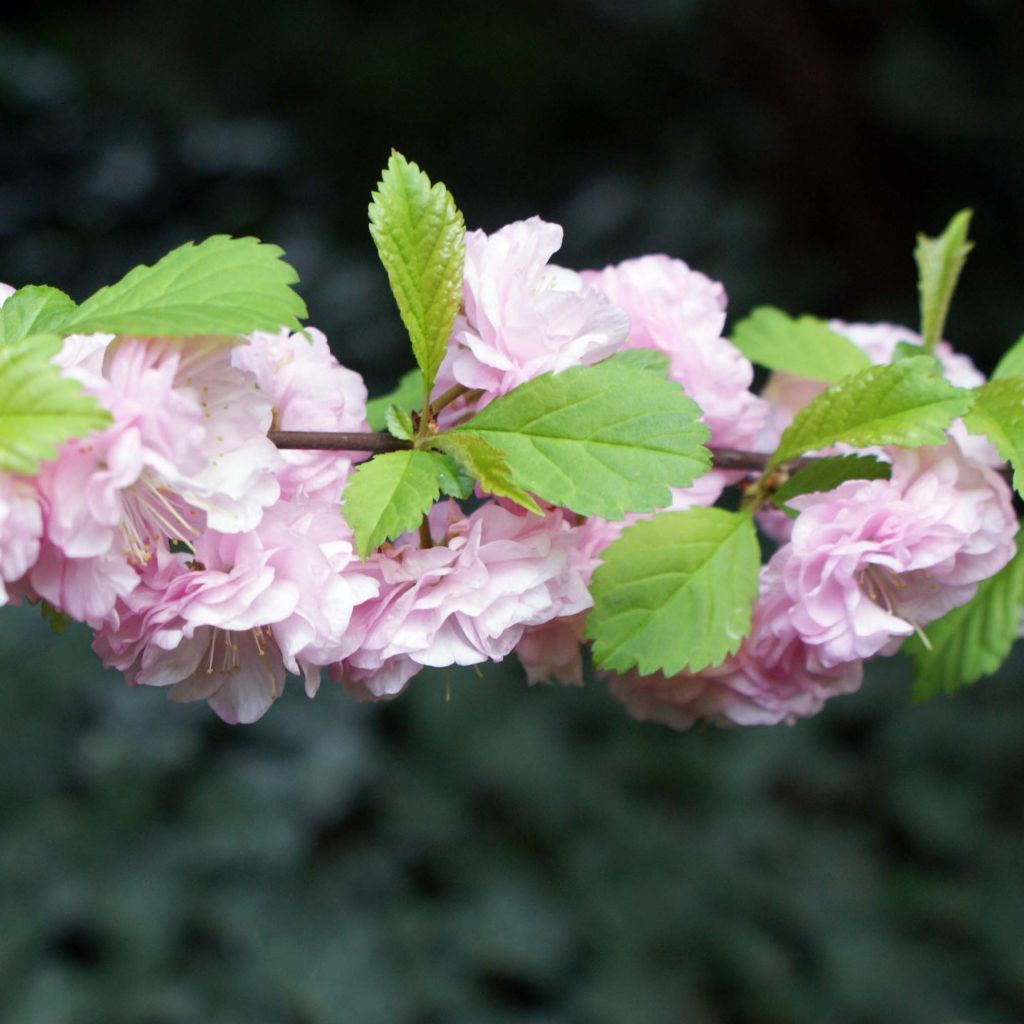 Prunus triloba - Mandorlo da fiore