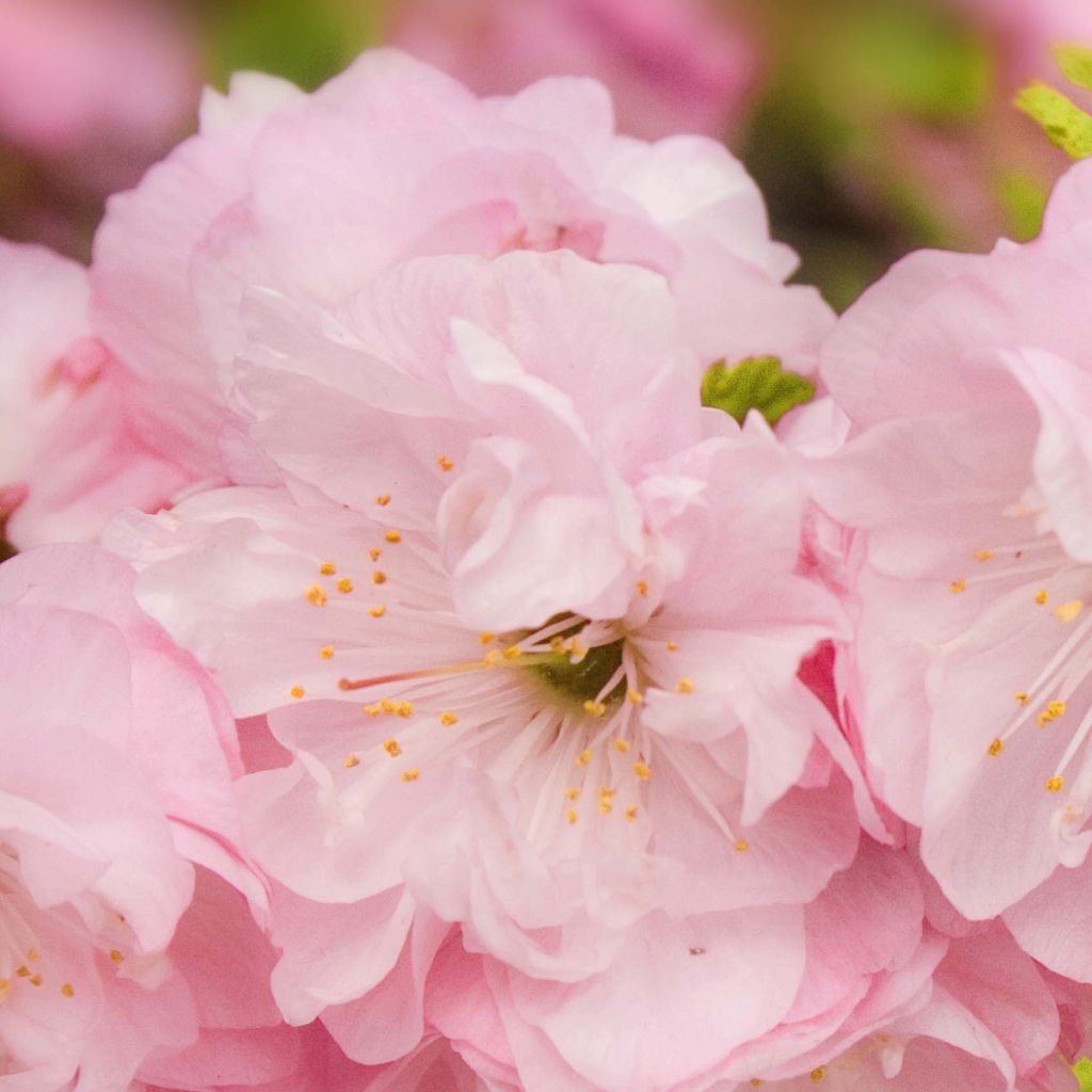 Prunus triloba - Mandorlo da fiore