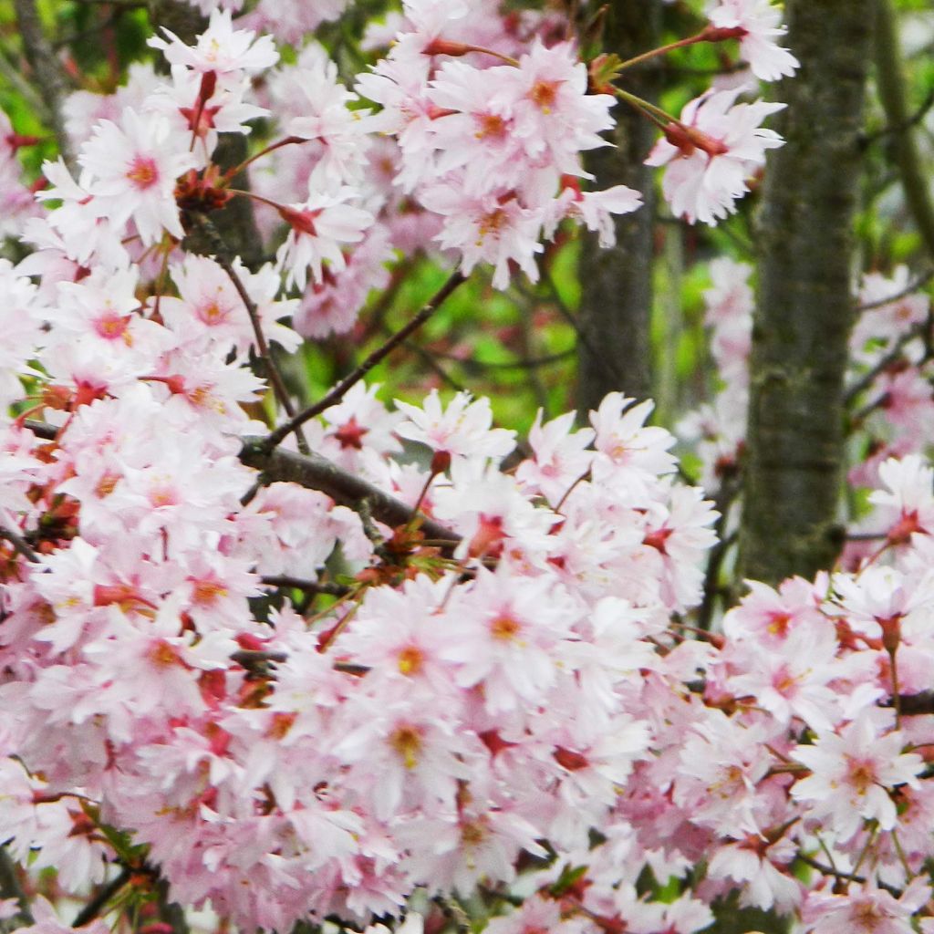 Prunus subhirtella Fukubana - Ciliegio da fiore