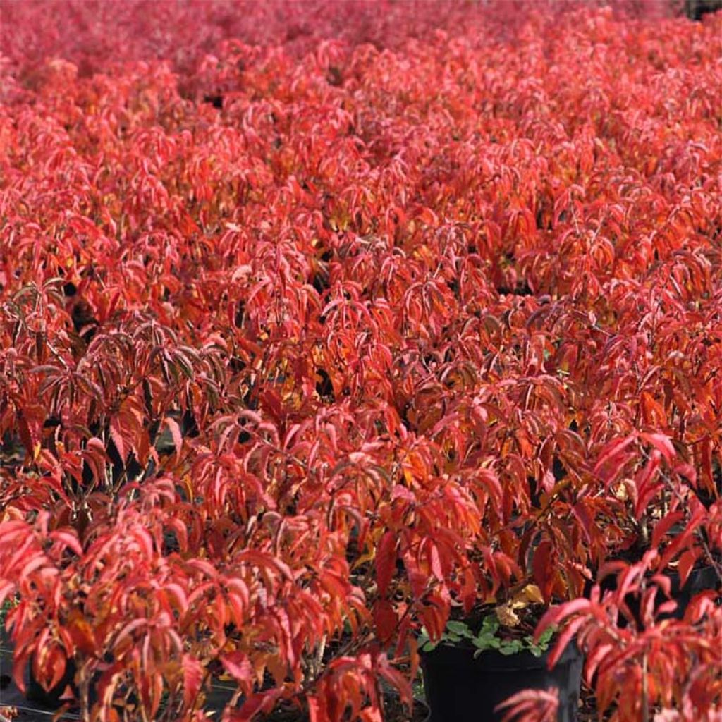 Prunus subhirtella Fukubana - Ciliegio da fiore