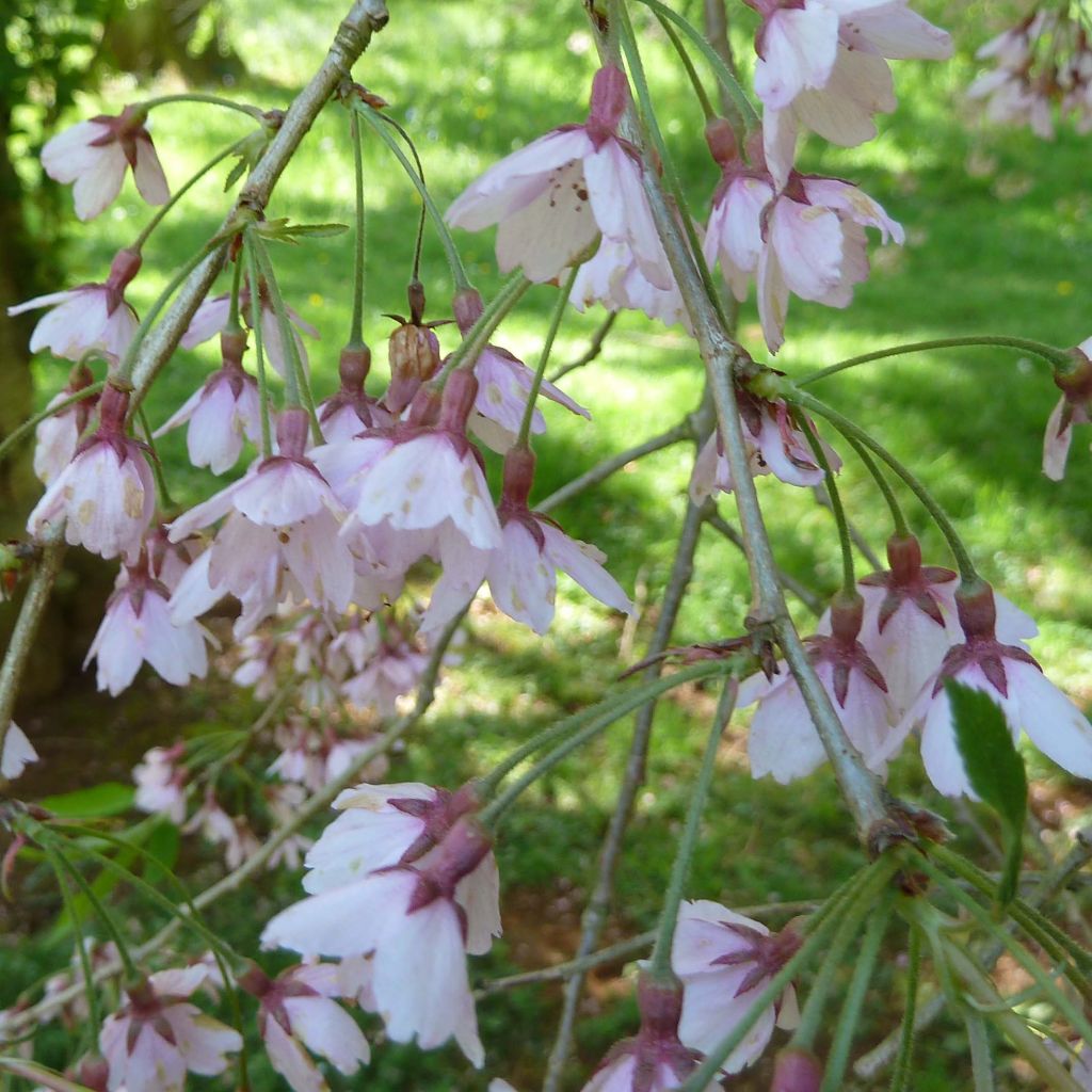 Prunus subhirtella Pendula Rubra - Ciliegio da fiore