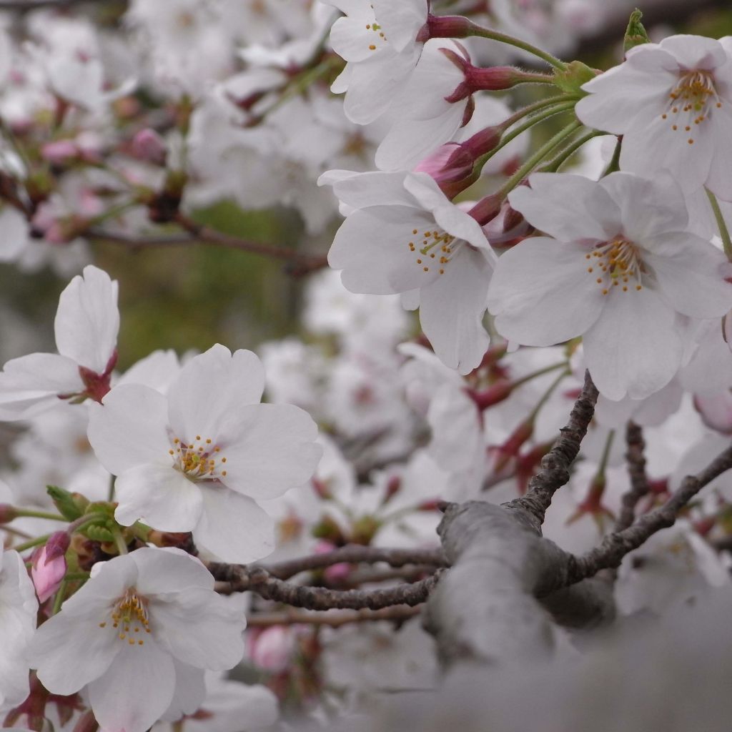 Prunus yedoensis - Ciliegio da fiore