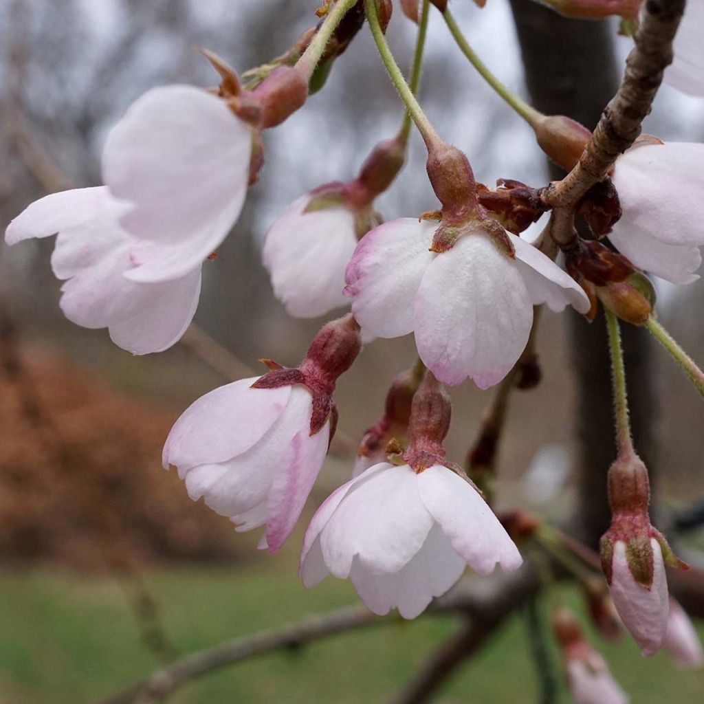 Prunus yedoensis - Ciliegio da fiore