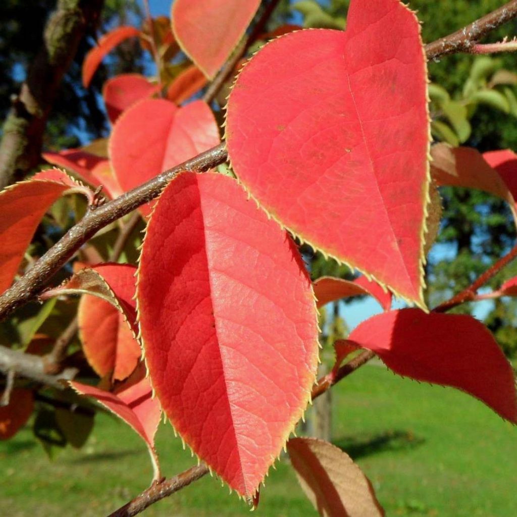 Pseudocydonia sinensis - Cognassier de Chine