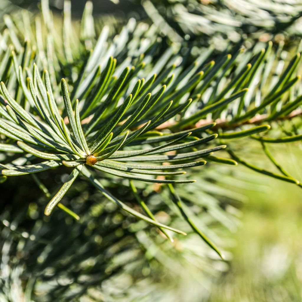 Pseudotsuga menziesii (= P.douglasii) - Pin Douglas, Pin d'Oregon, Sapin de Douglas