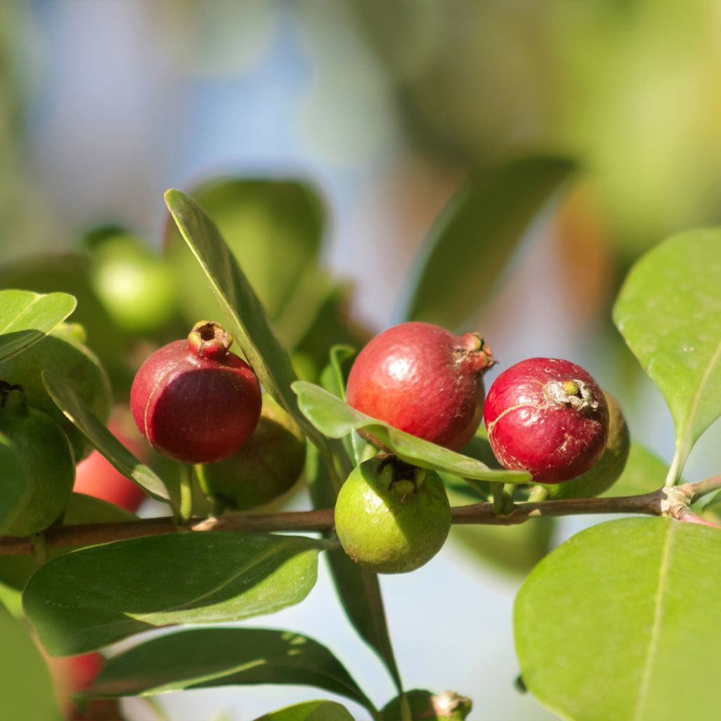 Guaiava - Psidium cattleianum