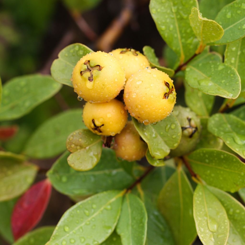 Guaiava - Psidium cattleianum lucidum