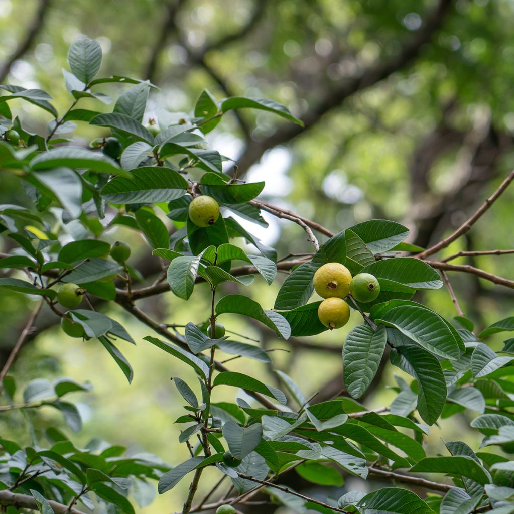 Guaiava Limon - Psidium guajava